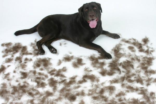 Dog shedding labrador retriever e1428575170768