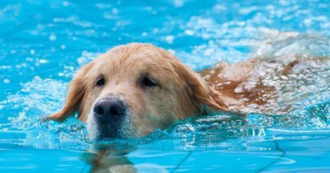 Le chien et la piscine 5848 1200 630